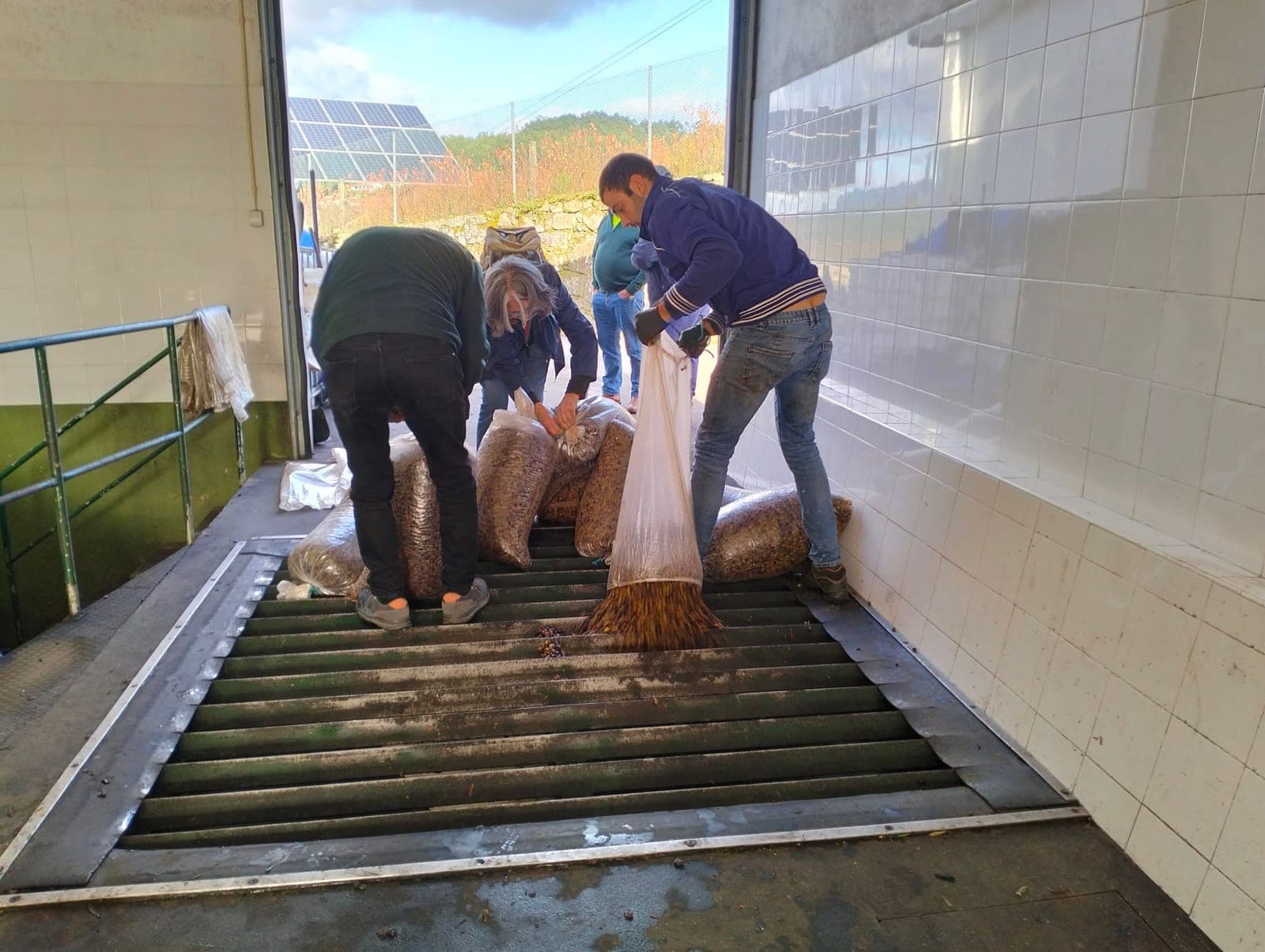Produtores despejam sacos de azeitona na grelha de receção do lagar